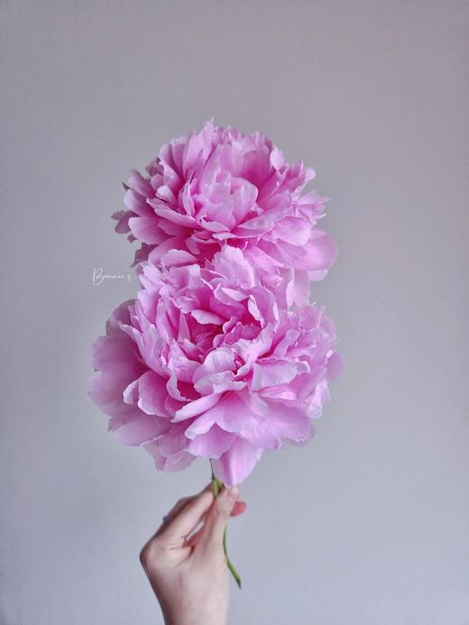 【晴雯重瓣大芍药】5支/份 第二份减10元 商品图4