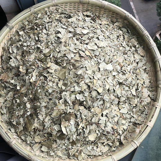 灯台叶 商品图0