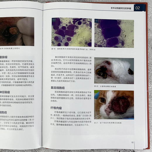 老年动物肿瘤学及临床病例 商品图5