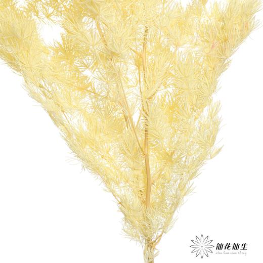 永生花材 | 蓬莱松香槟 商品图1