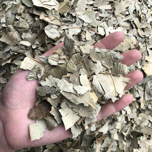 灯台叶 商品图3