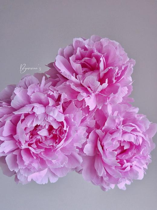 【晴雯重瓣大芍药】5支/份 第二份减10元 商品图6