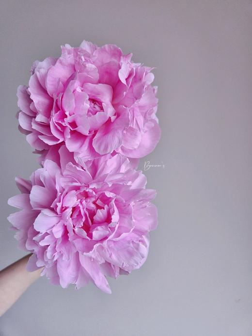 【晴雯重瓣大芍药】5支/份 第二份减10元 商品图7