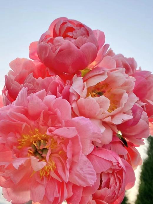 夏威夷珊瑚 10枝 团购（不支持用券） 商品图2