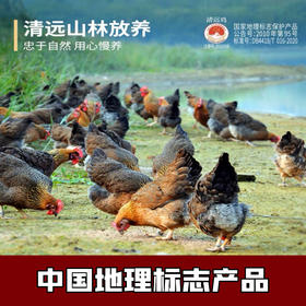【11项抗生su O检出】【中国地理标志保护产品】《生态散养清远鸡》 肉质细嫩  醇香滋养  多个规格可选