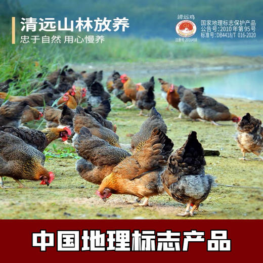 【11项抗生su O检出】【中国地理标志保护产品】《生态散养清远鸡》 肉质细嫩  醇香滋养  多个规格可选 商品图0