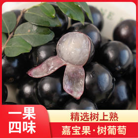 百分之90%人没尝过的“树葡萄”