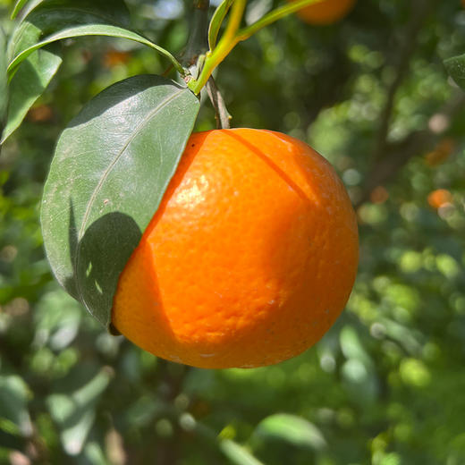 四川眉山香草蜜柑  高甜！多汁！少籽！皮薄！ 商品图1