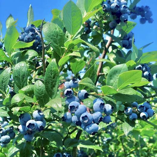 XZG-云南高山蓝莓（15+）甜 125g/盒～12元 商品图0