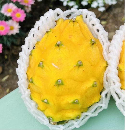 厄瓜多尔原产麒麟果 | 🌼金黄色的外衣， 一看就想尝一口~果肉嫩得跟燕窝似的滑溜滑溜的，甜度刚刚好，吃完一口还想再来一口，根本停不下来～～简直就像是把奢华甜品含在了嘴里❤️❤️ 商品图1