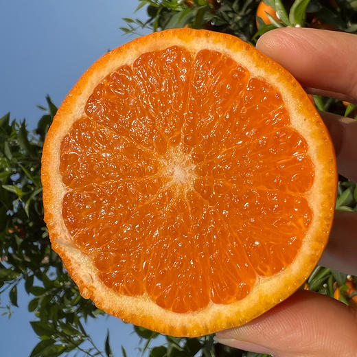 四川眉山香草蜜柑  高甜！多汁！少籽！皮薄！ 商品图3