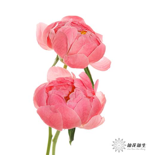 【山东仓现货】顺丰空运包邮芍药 | 超级珊瑚 商品图7