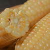 人间喜物西双版纳白糯玉米 1斤/3斤/5斤（白色花色玉米混发） 商品缩略图0