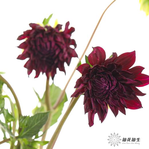 配花 | 大丽花紫黑（轻微折痕不售后） 商品图1