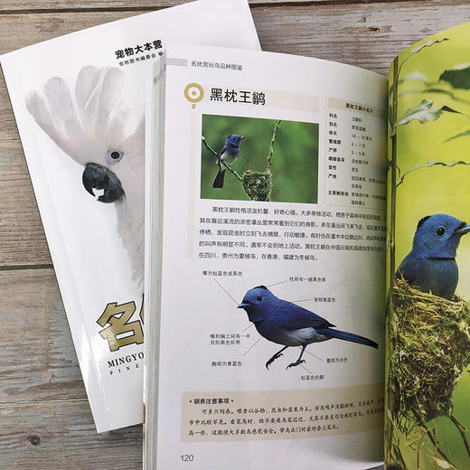 名优赏玩鸟品种图鉴 商品图7