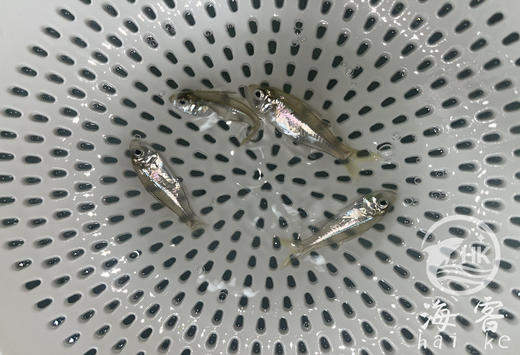 双边玫瑰 商品图0