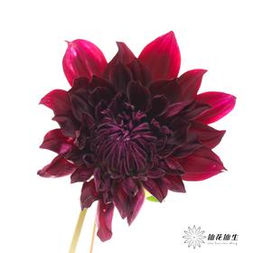配花 | 大丽花紫黑（轻微折痕不售后）