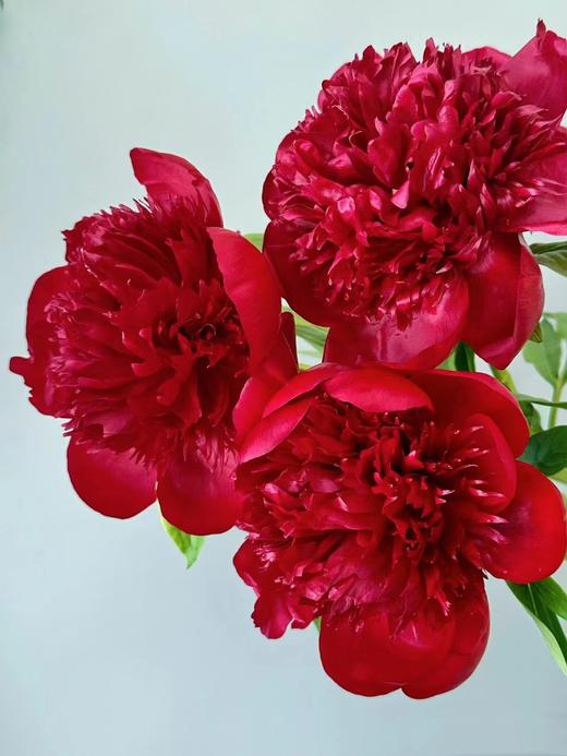 新西兰进口品种红色魅力芍药花 商品图7