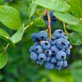 串枝蓝莓 Fresh Blueberries 200g/盒