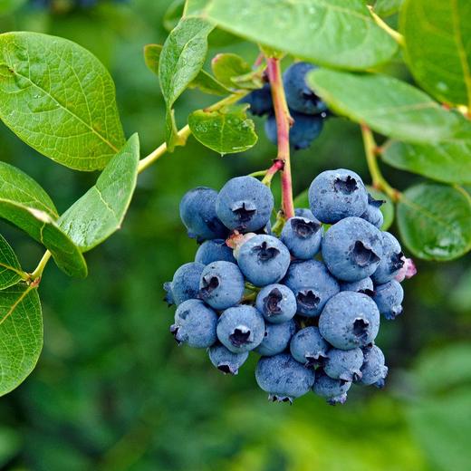 串枝蓝莓 Fresh Blueberries 200g/盒 商品图0