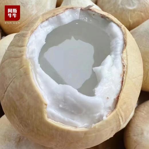 【泰国椰皇】满满椰汁，Q弹椰肉，清甜爽口，天然果冻 商品图1