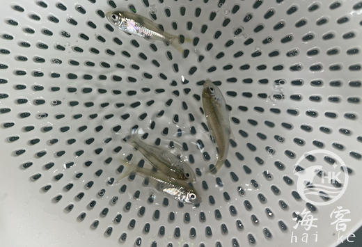 双边玫瑰 商品图1