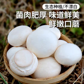 农家种西口蘑  口菇  自然生长 新鲜采摘  肉厚洁白  味道鲜美  225g