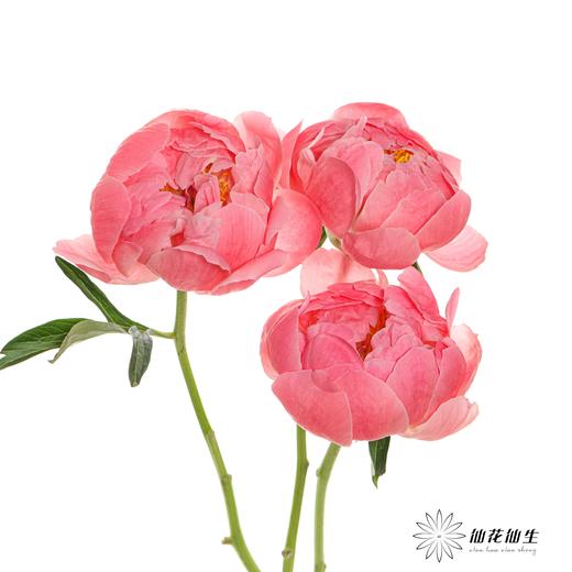 【山东仓现货】顺丰空运包邮芍药 | 超级珊瑚 商品图0