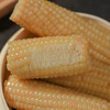 人间喜物西双版纳白糯玉米 1斤/3斤/5斤（白色花色玉米混发） 商品缩略图3