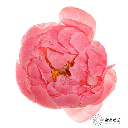 【山东仓现货】顺丰空运包邮芍药 | 超级珊瑚 商品图2