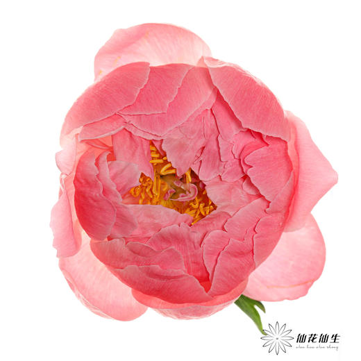 【山东仓现货】顺丰空运包邮芍药 | 超级珊瑚 商品图9