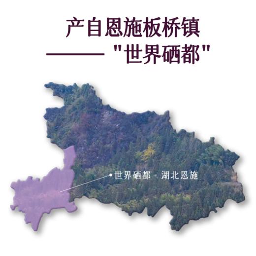 仰仰同款 板桥党参-恩施硒都  （预售7天发货）无硫大条道地产区 商品图3