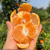 四川眉山香草蜜柑  高甜！多汁！少籽！皮薄！ 商品缩略图0