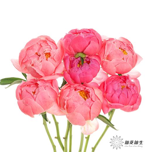 【山东仓现货】顺丰空运包邮芍药 | 超级珊瑚 商品图5
