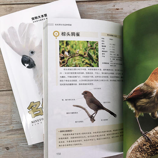 名优赏玩鸟品种图鉴 商品图8