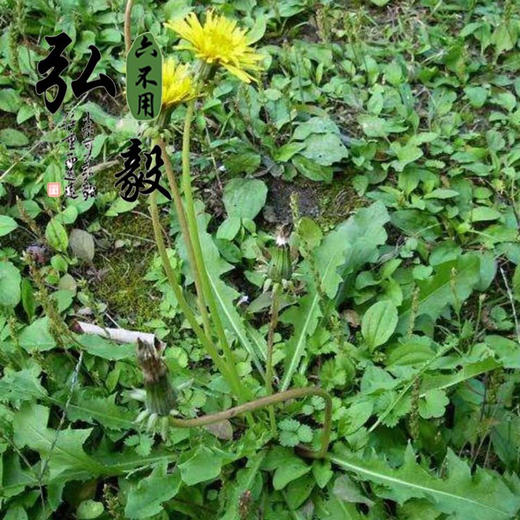 【弘毅六不用生态农场】六不用 蒲公英250克/份 商品图3