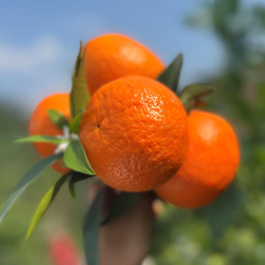四川眉山香草蜜柑  高甜！多汁！少籽！皮薄！ 商品图4