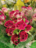 红丝绒玫瑰花束（拼团） 商品缩略图0
