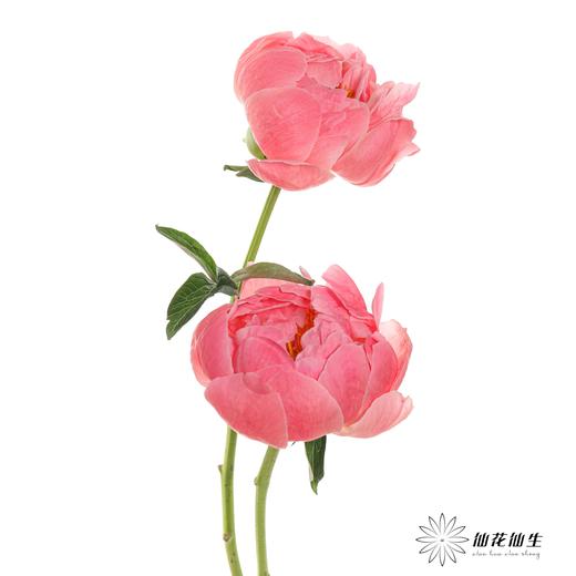 【山东仓现货】顺丰空运包邮芍药 | 超级珊瑚 商品图6