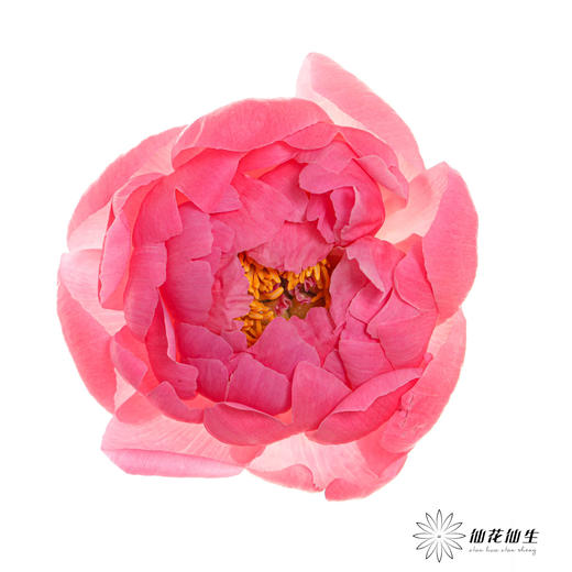 【山东仓现货】顺丰空运包邮芍药 | 超级珊瑚 商品图1