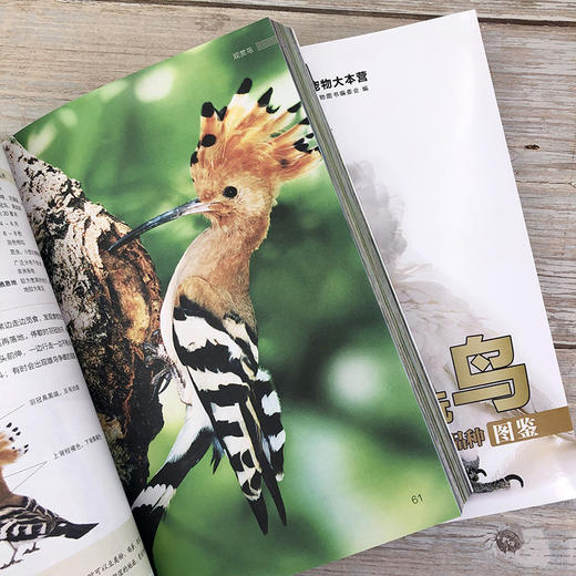 名优赏玩鸟品种图鉴 商品图6