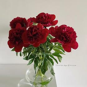 新西兰进口品种红色魅力芍药花