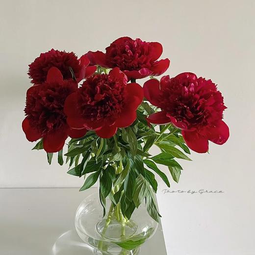 新西兰进口品种红色魅力芍药花 商品图0