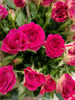 红丝绒玫瑰花束（拼团） 商品缩略图2
