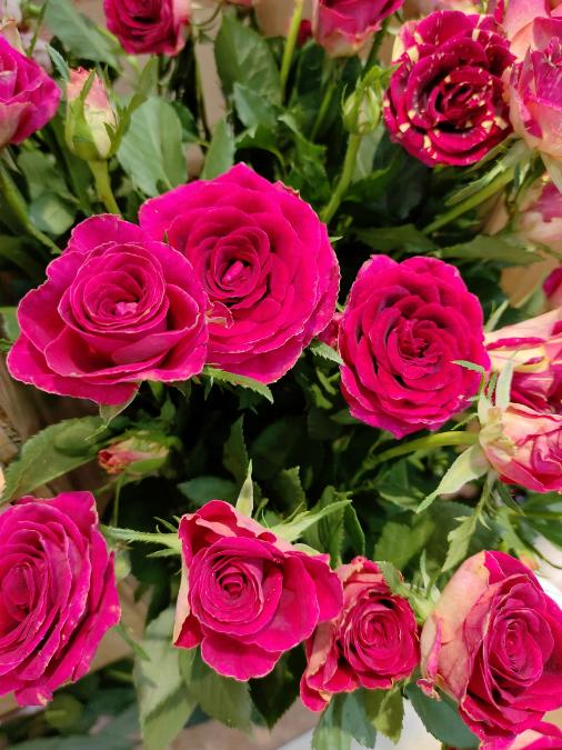 红丝绒玫瑰花束（拼团） 商品图2