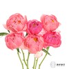 【山东仓现货】顺丰空运包邮芍药 | 超级珊瑚 商品缩略图8