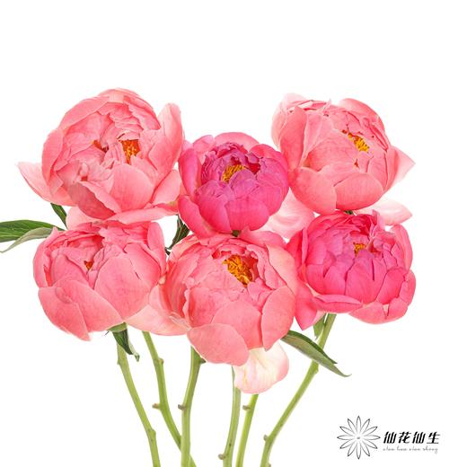 【山东仓现货】顺丰空运包邮芍药 | 超级珊瑚 商品图8