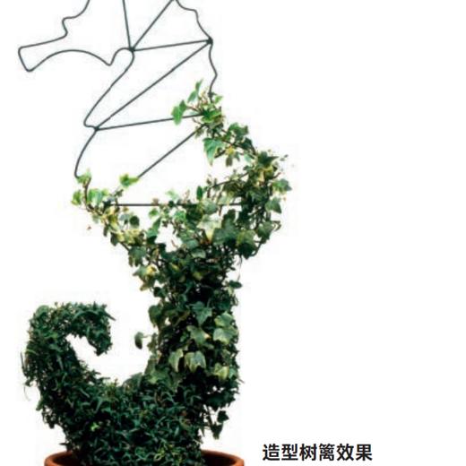 《英国皇家园艺学会园艺修剪手册》 商品图9