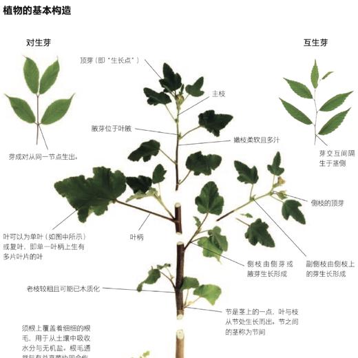 《英国皇家园艺学会园艺修剪手册》 商品图6