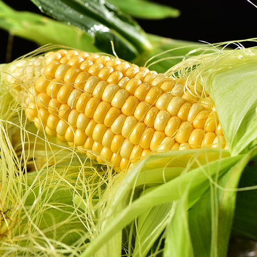 【云南• 金银水果玉米】爆汁生吃无压力 是水果也是蔬菜 早餐饱腹感满满 鲜嫩自带清香 商品图1